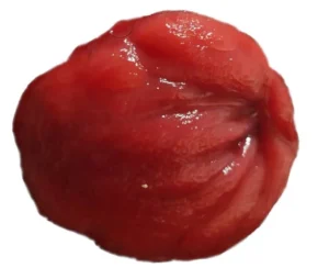 Le trou de l'intestin de Friki Papoua quelques instants avant sa naissance