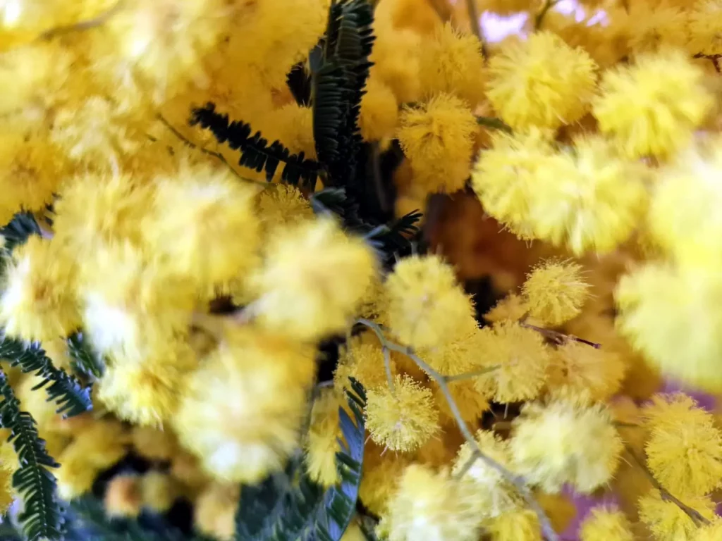 Attaque de poussins géants